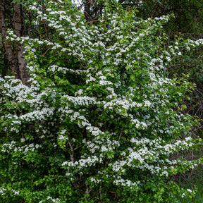 Crataegus monogyna - Aubépine - Arbustes