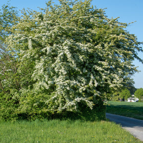 Aubépine - Crataegus monogyna - Willemse