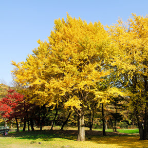Ginkgo biloba - Arbre aux 40 écus - Ginkgo biloba - Ginkgo biloba