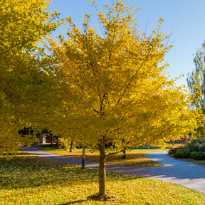 Ginkgo biloba - Arbre aux 40 écus - Ginkgo biloba - Ginkgo biloba
