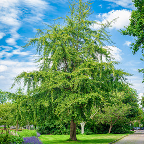 Vente Arbre aux 40 écus - Ginkgo biloba - Ginkgo biloba