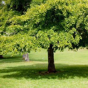 Vente Arbre aux 40 écus - Ginkgo biloba