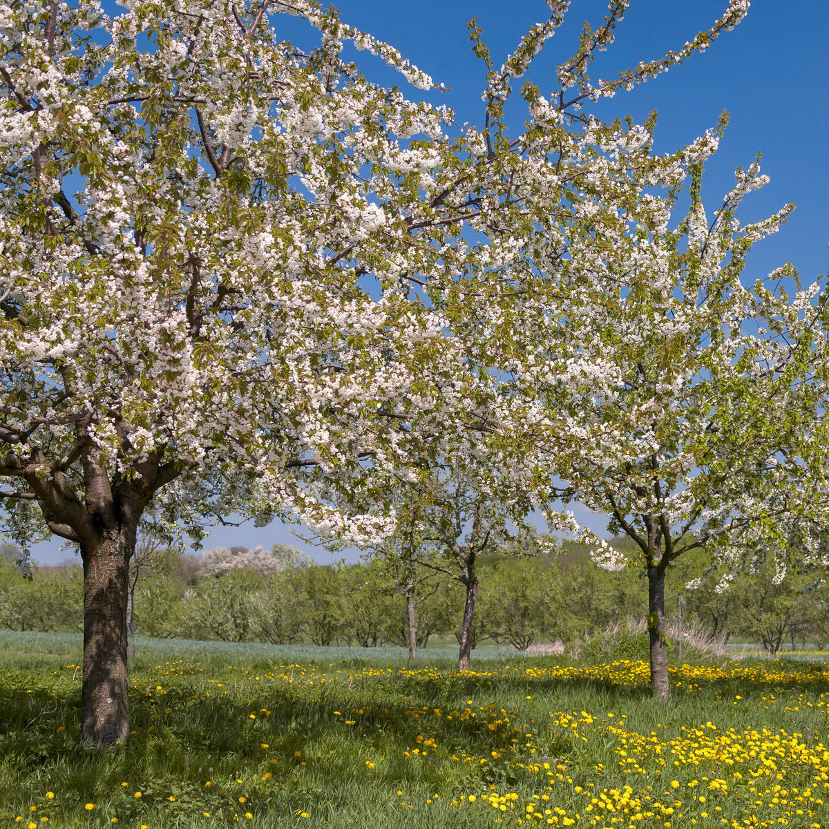 Merisier des oiseaux - Prunus avium - Willemse