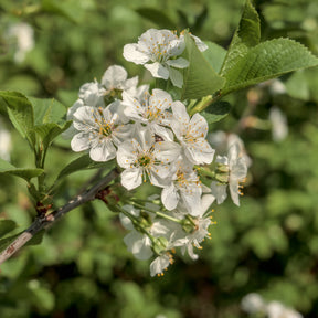Prunus avium - Merisier des oiseaux - Arbres à fleurs