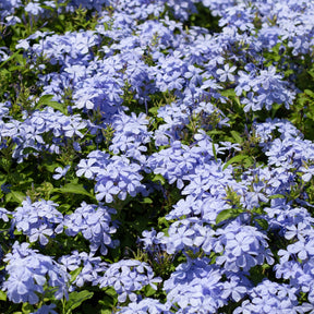 Vente Plumbago - Plumbago auriculata