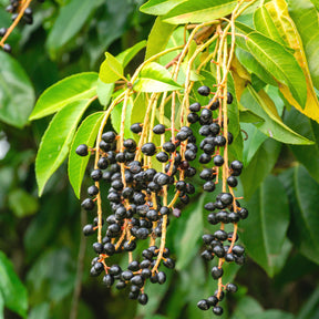 Prunus lusitanica - Laurier du Portugal - Lauriers