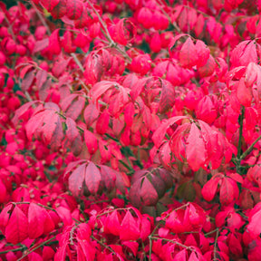 Fusain - Fusain ailé Compactus - Euonymus alatus Compactus