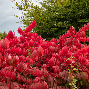 Euonymus alatus Compactus - Fusain ailé Compactus - Fusain