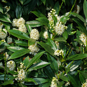 Prunus laurocerasus Otto Luyken - Laurier-Cerise Laurier palme Otto Luyken - Lauriers