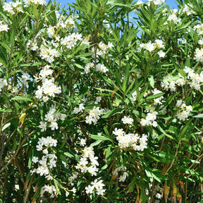 Nerium oleander white - Laurier-rose  à fleurs blanches - Lauriers-roses
