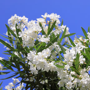 Lauriers-roses - Laurier-rose  à fleurs blanches - Nerium oleander white