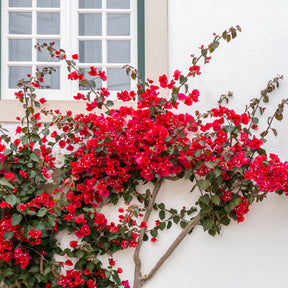 Bougainvillea red - Bougainvillier Rouge - Bougainvilliers