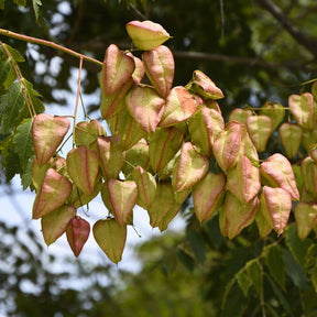 Koelreuteria paniculata - Savonnier - Petits arbres