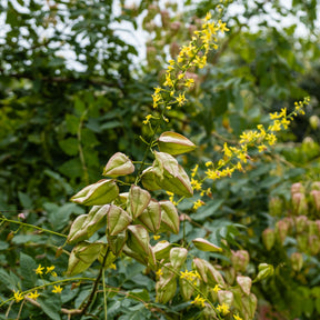 Petits arbres - Savonnier - Koelreuteria paniculata