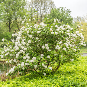 Viburnum carlesii - Viorne de Carle - Viornes