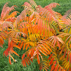 Arbustes - Sumac de Virginie - Rhus typhina