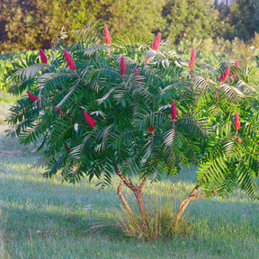 Vente Sumac de Virginie - Rhus typhina