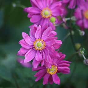 Anemone hybrida 'pamina' - Anémone du Japon Pamina - Anémones