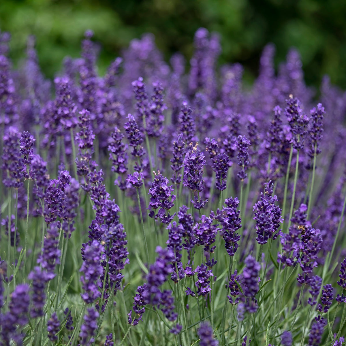 Lavande vraie 'Munstead' - Espèces de plantes