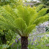 Fougère arborescente de Tasmanie - Willemse