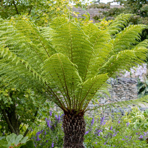 Fougère arborescente de Tasmanie - Willemse
