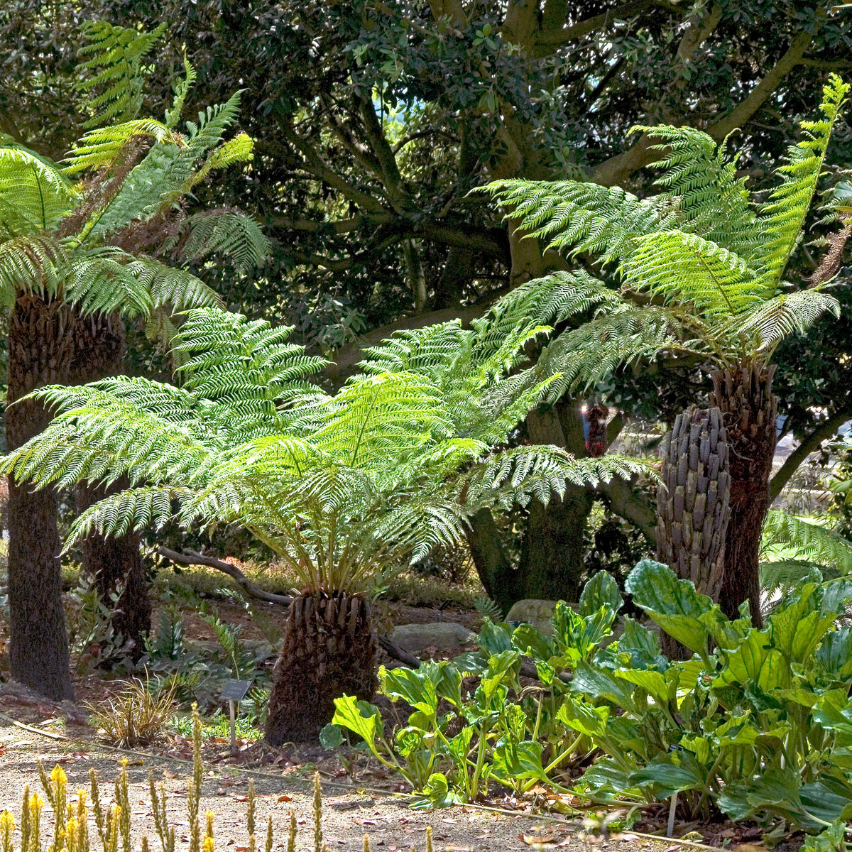 Fougère arborescente de Tasmanie - Dicksonia antarctica - Willemse