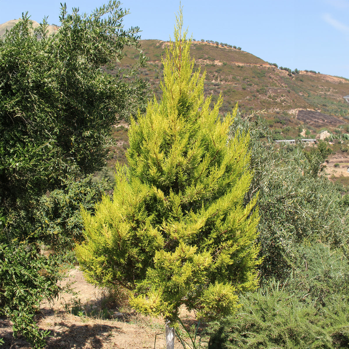 Cupressus Goldcrest Wilma - Cupressus macrocarpa goldcrest wilma - Arbres