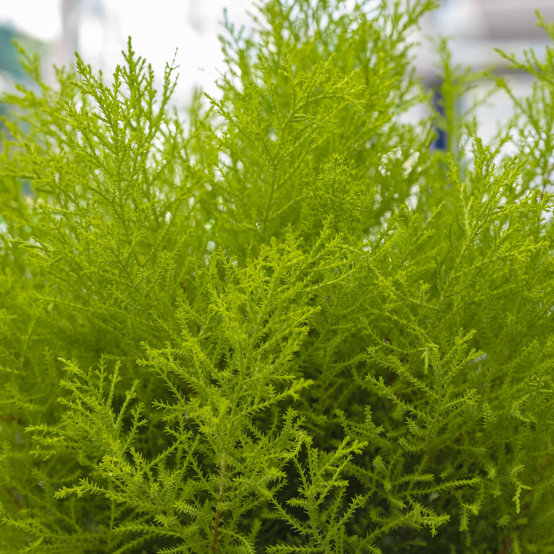 Cyprès de Monterey doré