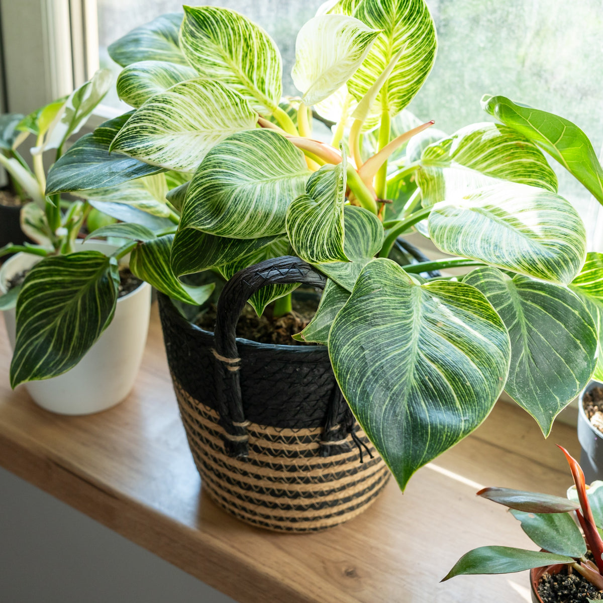 Philodendron 'White Wave'