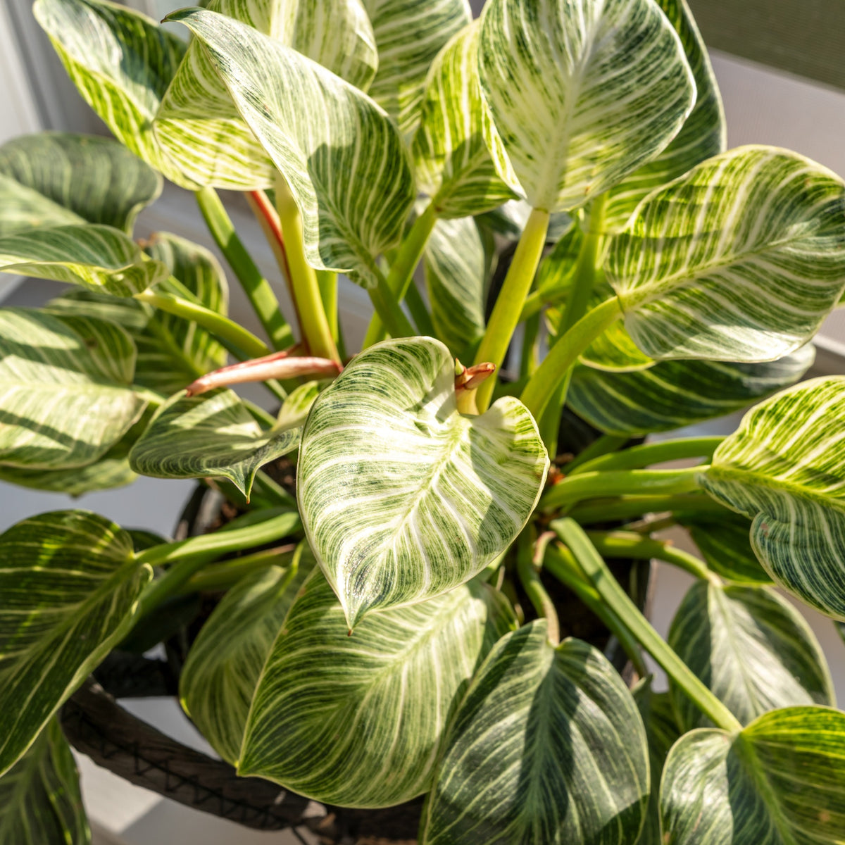 Philodendron 'White Wave'