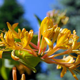 Chèvrefeuille de Henry Copper Beauty - Willemse