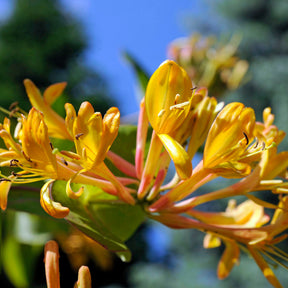 Chèvrefeuille de Henry Copper Beauty - Willemse