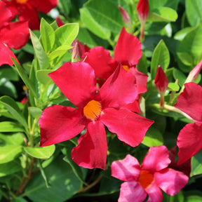 Jasmin du Brésil - Dipladenia pyramide rouge - Mandevilla - Willemse