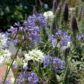 3 Agapanthes violettes et blanche en mélange - Willemse