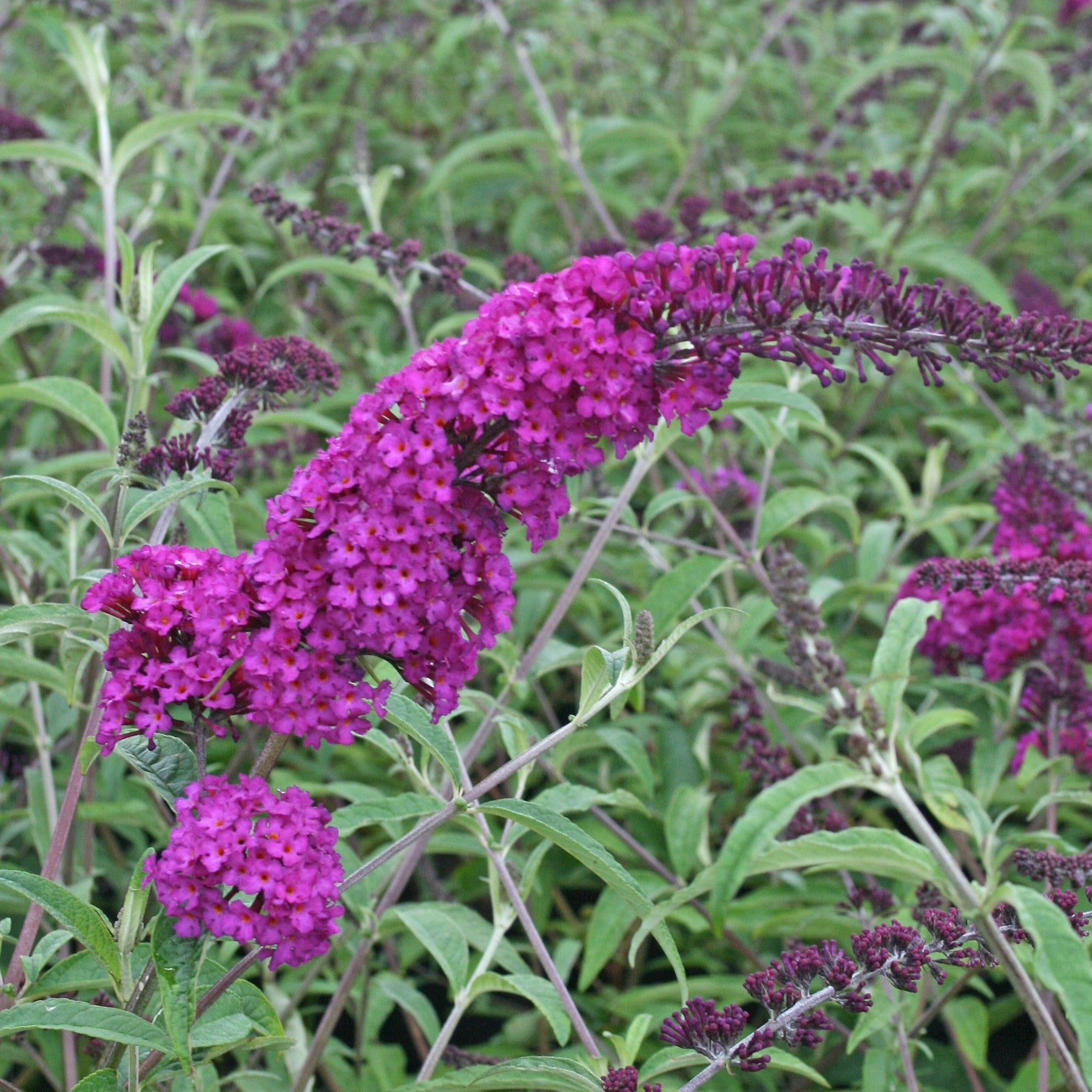 Collection d'arbres à papillons : Royal Red, White Profusion, Empire Blue - Buddleja davidii Royal Red, White Profusion, Empire Blue