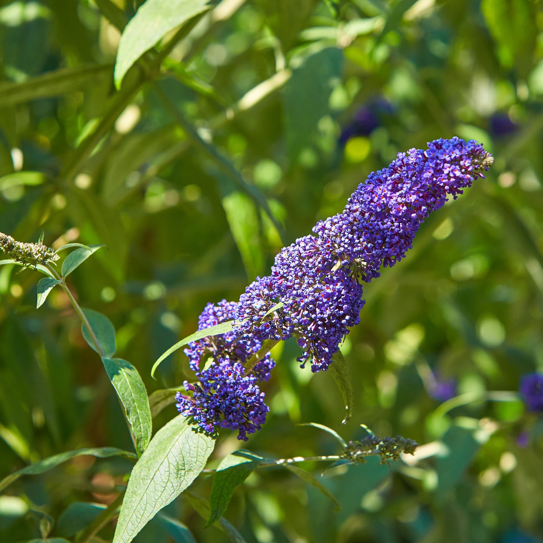 Buddleja davidii Royal Red, White Profusion, Empire Blue - Collection d'arbres à papillons : Royal Red, White Profusion, Empire Blue - Arbres aux papillons