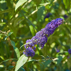 Collection d'arbres à papillons : Royal Red, White Profusion, Empire Blue - Buddleja davidii Royal Red, White Profusion, Empire Blue