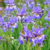 Iris versicolor - Willemse