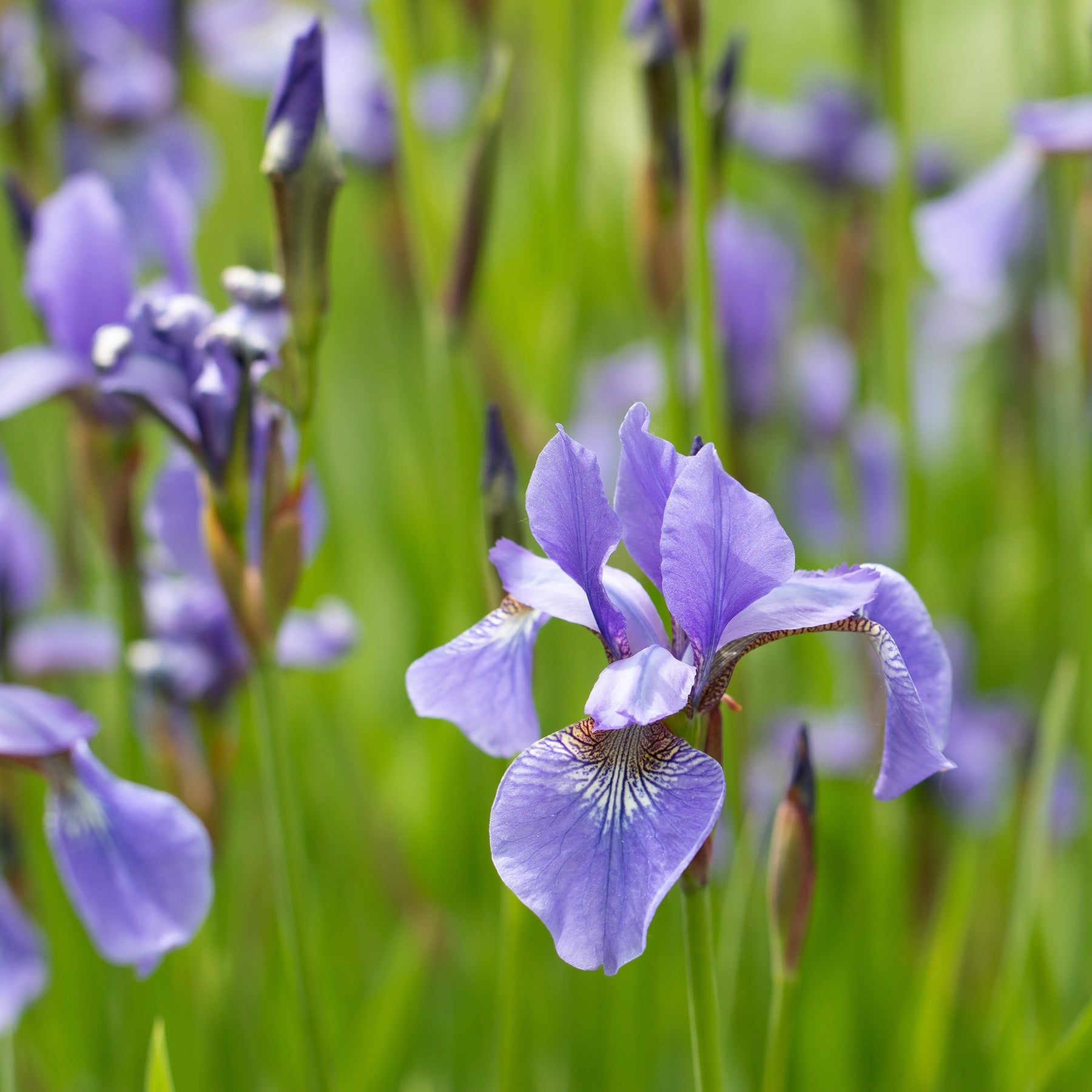 Iris versicolor - Iris versicolor - Willemse