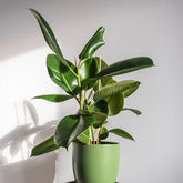 Caoutchouc Robusta - Willemse