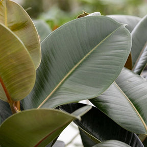 Plantes vertes - Caoutchouc Robusta - Ficus elastica Robusta