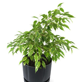 Ficus benjamina Anastasia - Willemse