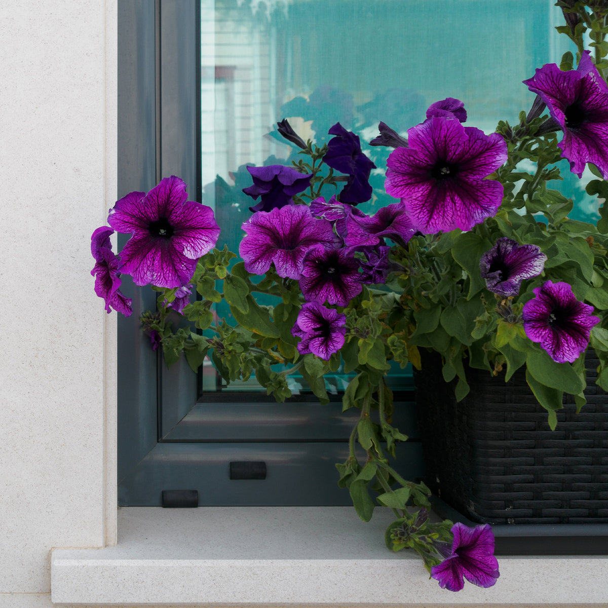 3 Pétunias Cosmic bicolor - Willemse