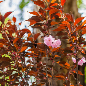 Prunus Royal Burgundy