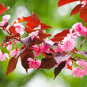 Prunus Royal Burgundy