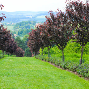 Prunus Royal Burgundy