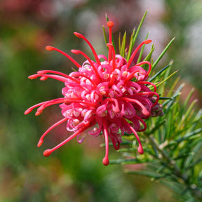 Grevillea juniperina - Grévilléa à feuilles de genévrier - Arbustes à feuillage persistant