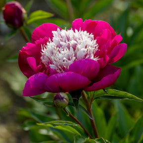 Pivoine White Cap - Paeonia lactiflora White Cap - Willemse