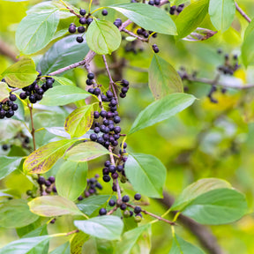 Nerprun purgatif - Rhamnus cathartica - Willemse