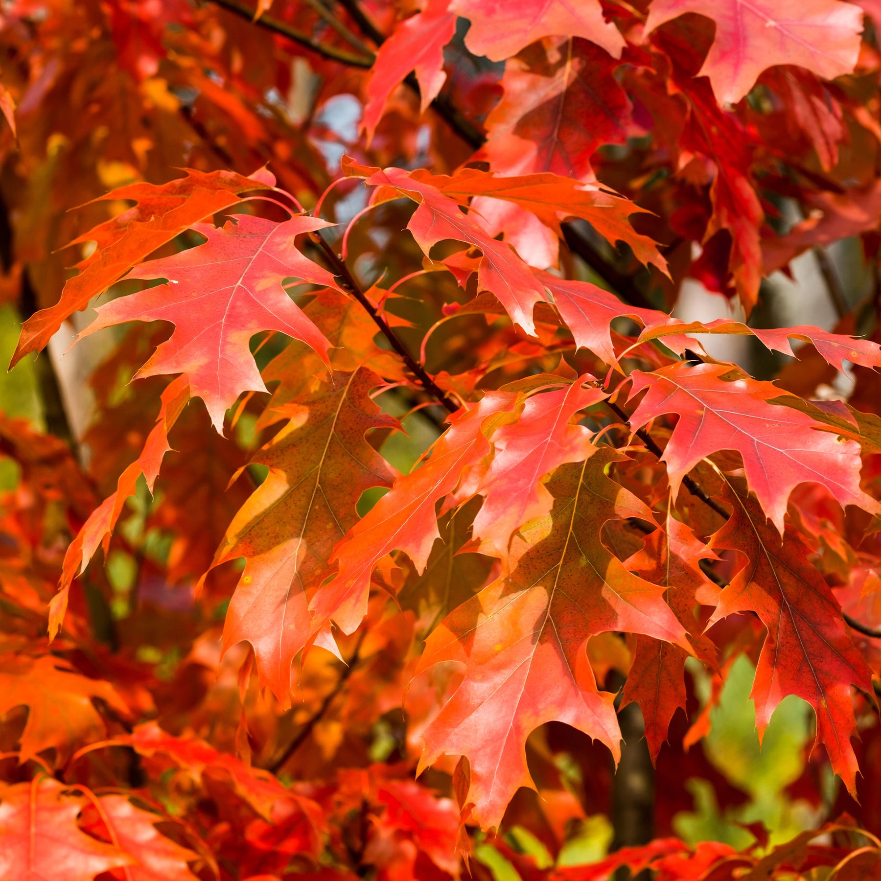 Chêne rouge d'Amérique - Willemse